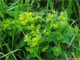 Euphorbia angulata. Верхушка цветущего растения. Украина, Ивано-Франковская обл., Украинские Карпаты, хребет Черногора, южный склон горы Пожежевская, ≈ 1800 м н.у.м., субальпийский луг. 27.06.2019.