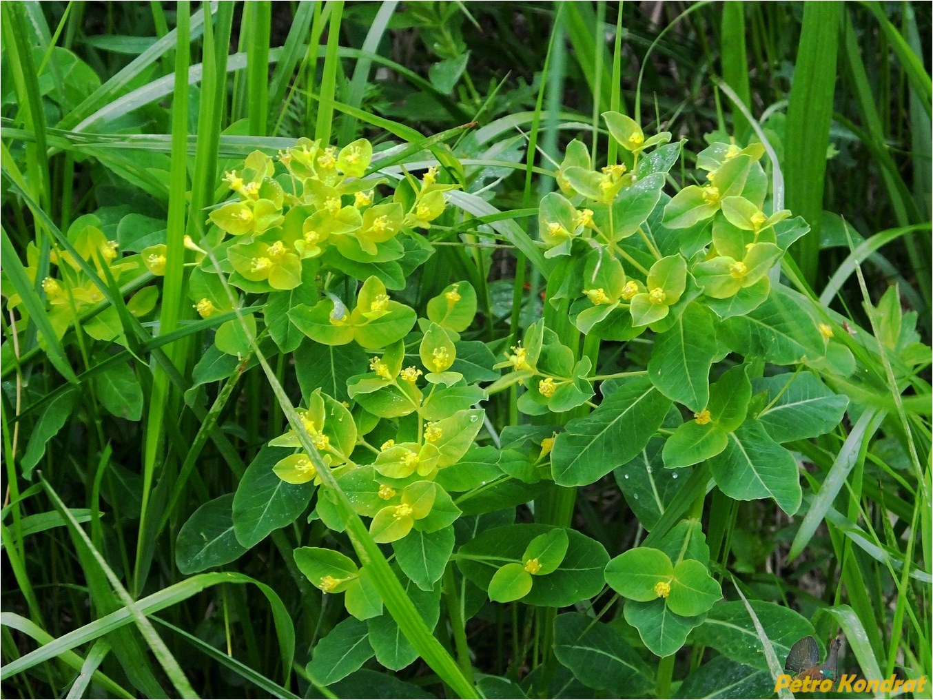 Image of Euphorbia angulata specimen.