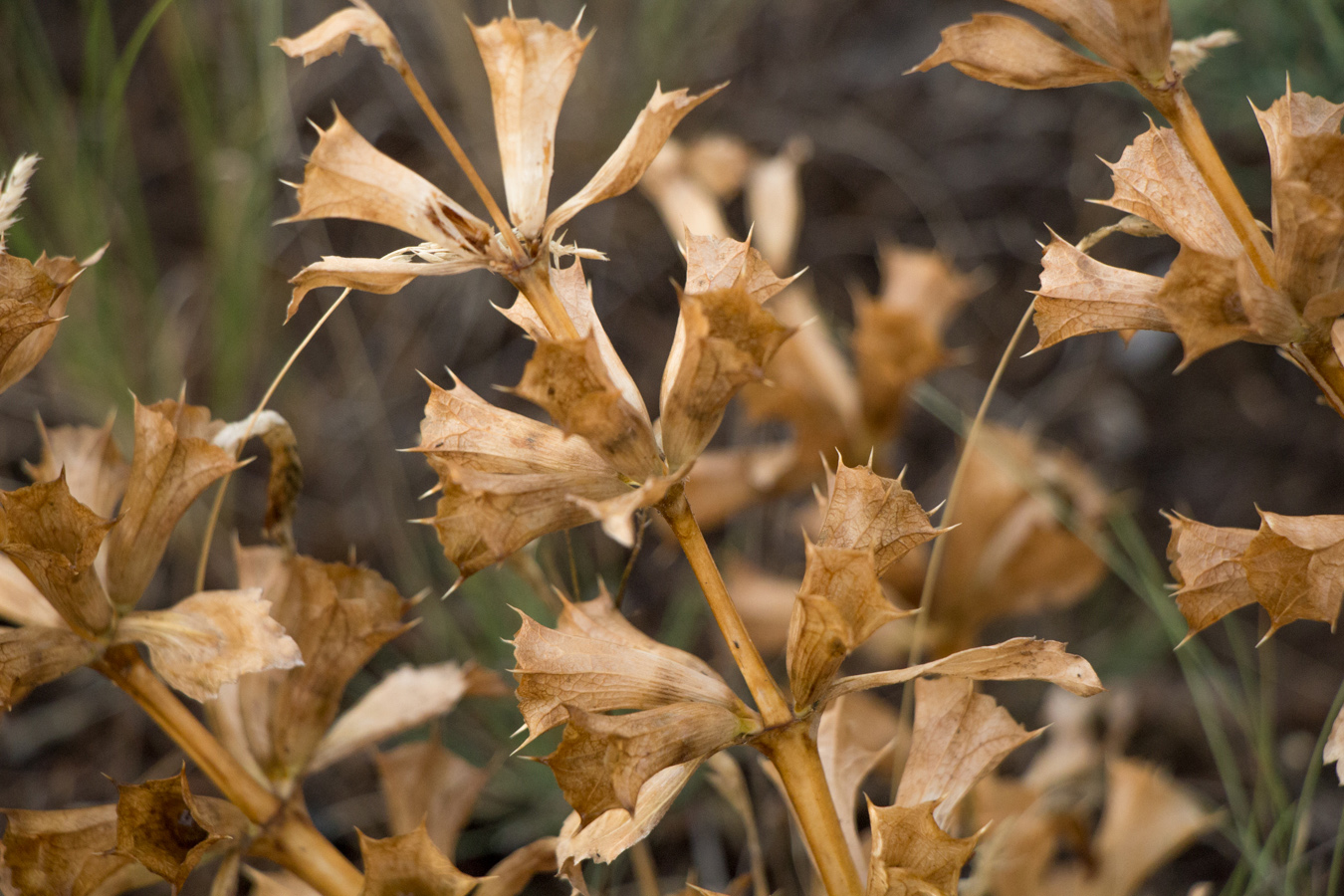 Image of genus Paraeremostachys specimen.