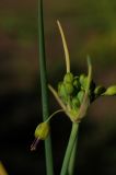 Allium pictistamineum