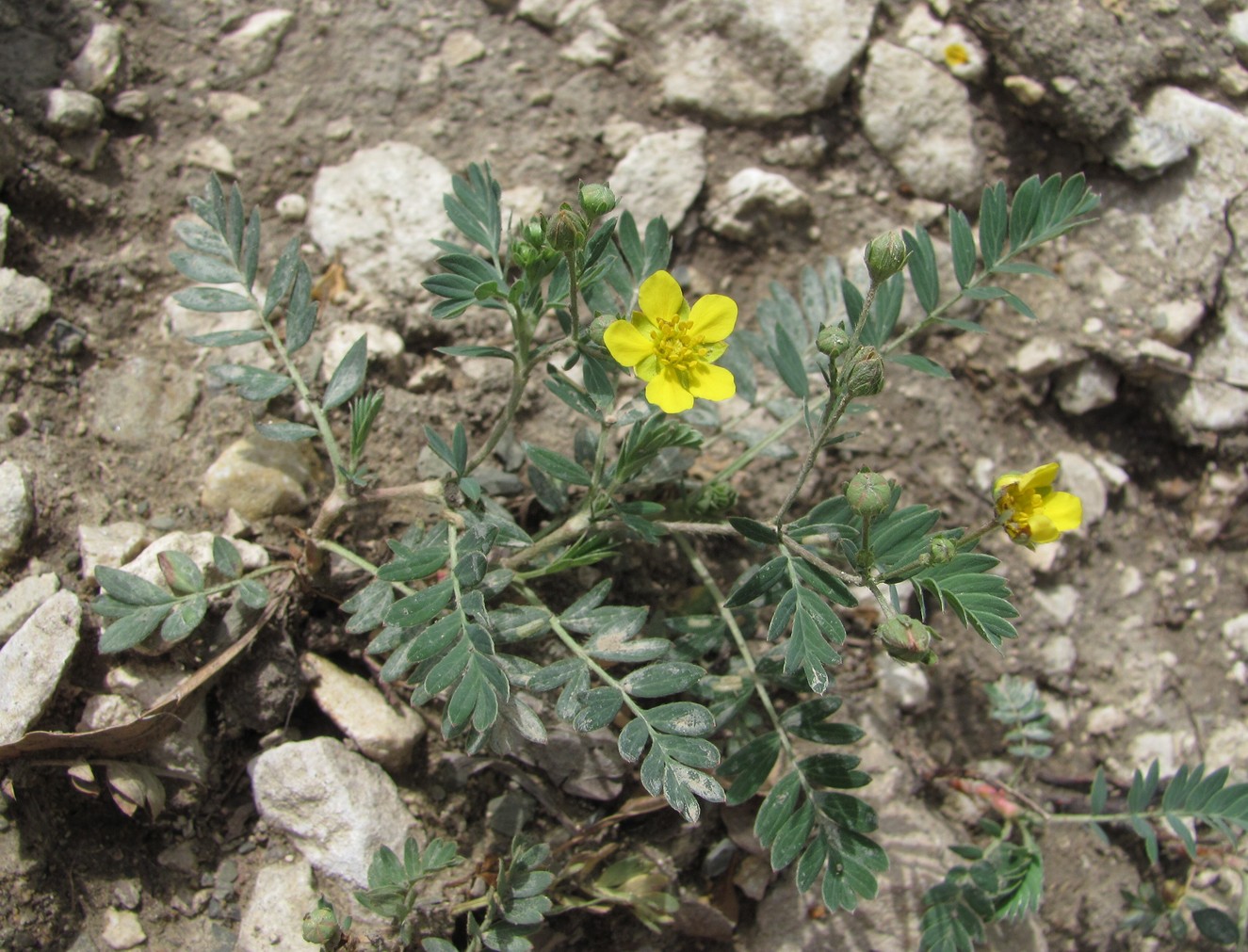 Image of Potentilla orientalis specimen.