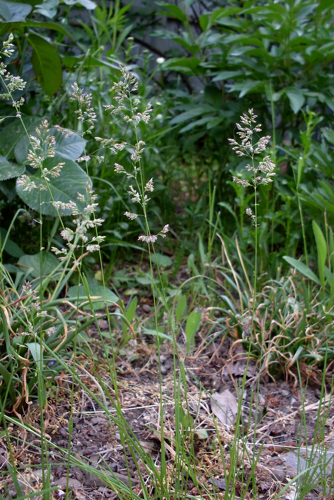 Image of Poa angustifolia specimen.