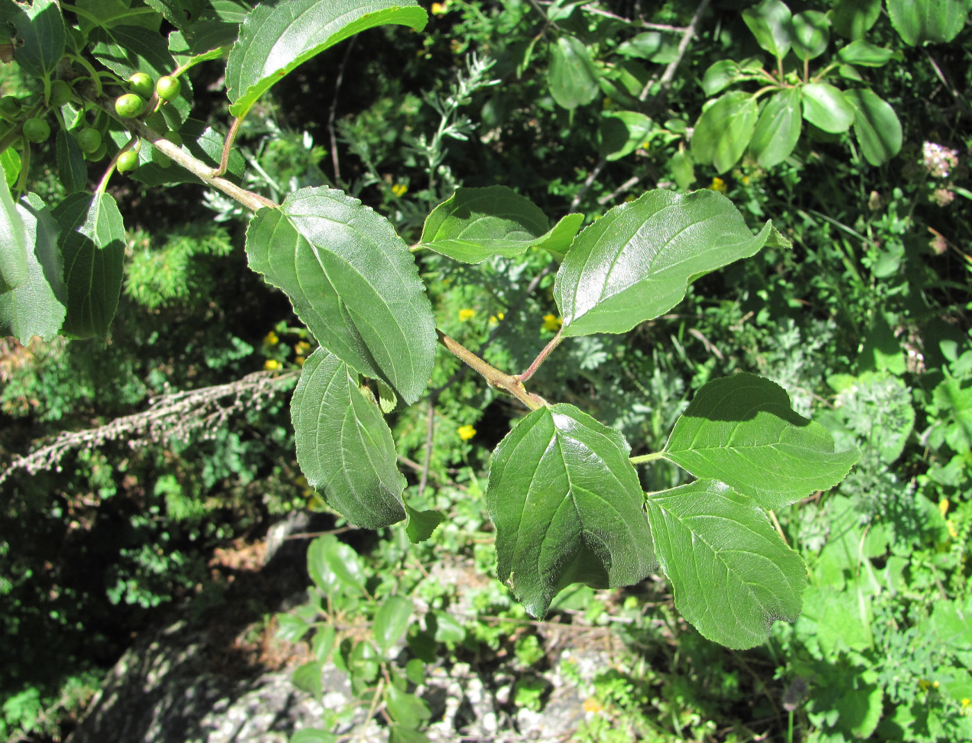 Image of Rhamnus cathartica specimen.