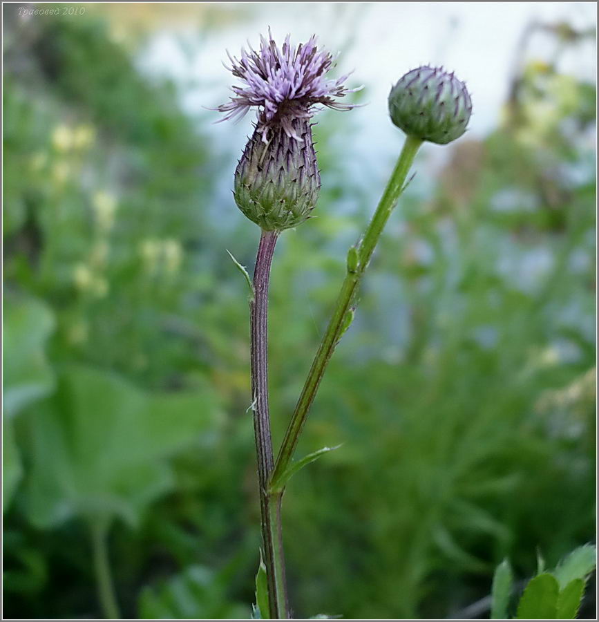 Изображение особи Cirsium setosum.