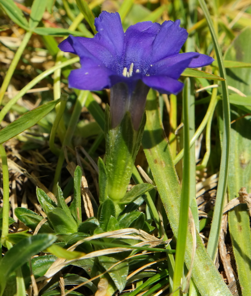 Image of Gentiana dshimilensis specimen.