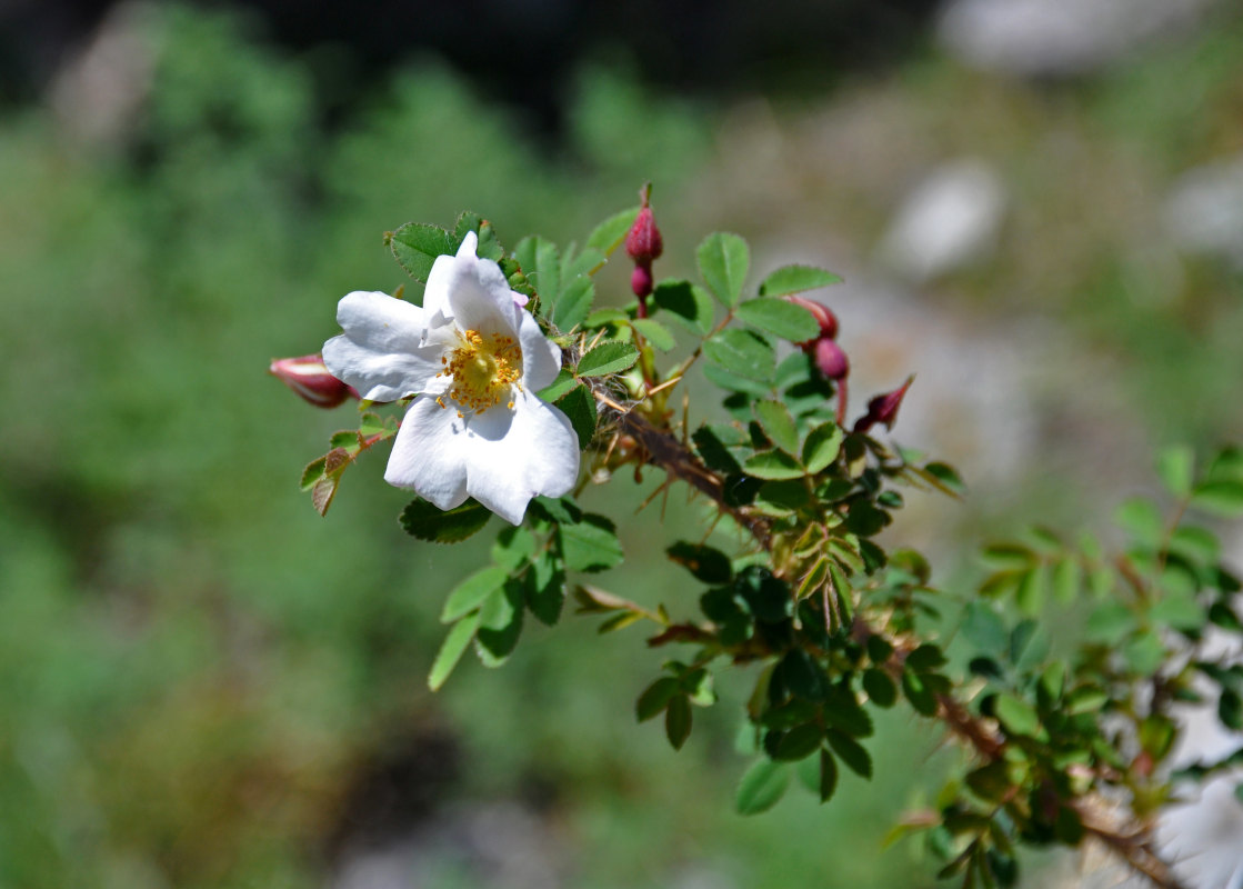 Image of Rosa spinosissima specimen.