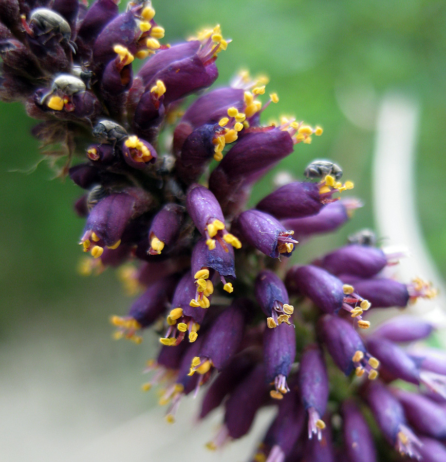 Image of Amorpha fruticosa specimen.