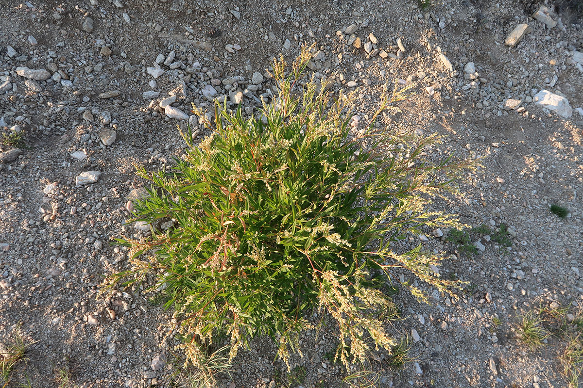 Изображение особи Aconogonon angustifolium.