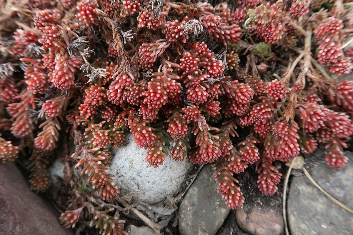 Изображение особи Sedum sexangulare.