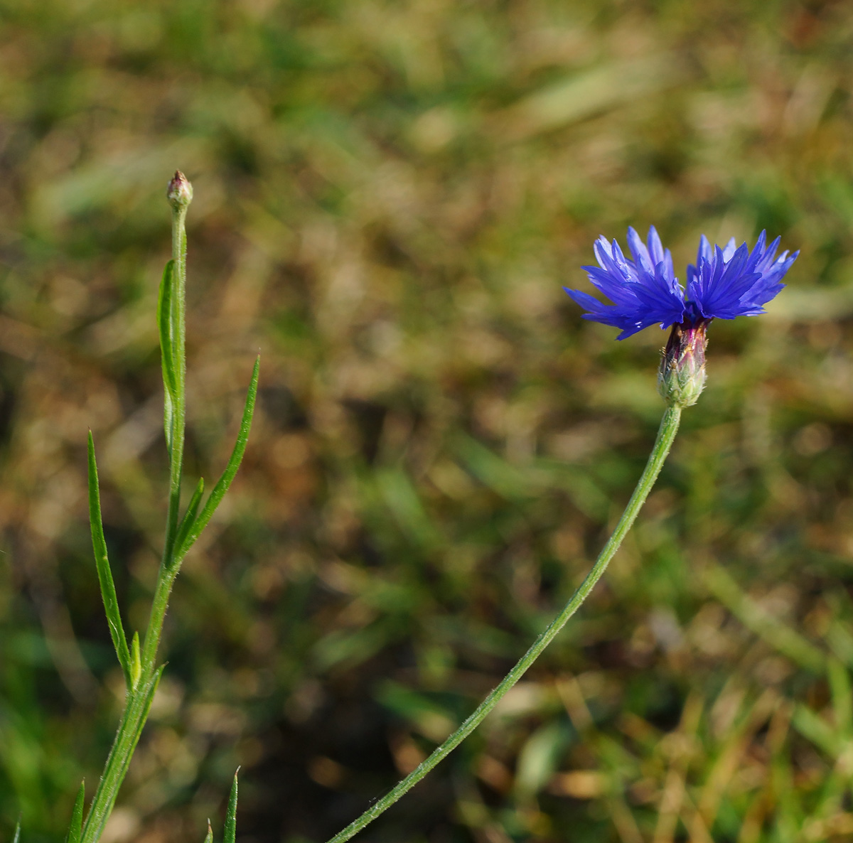 Изображение особи Centaurea cyanus.