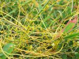 Cuscuta campestris