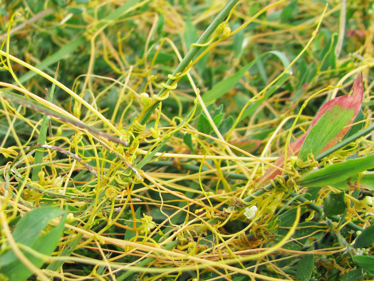 Image of Cuscuta campestris specimen.