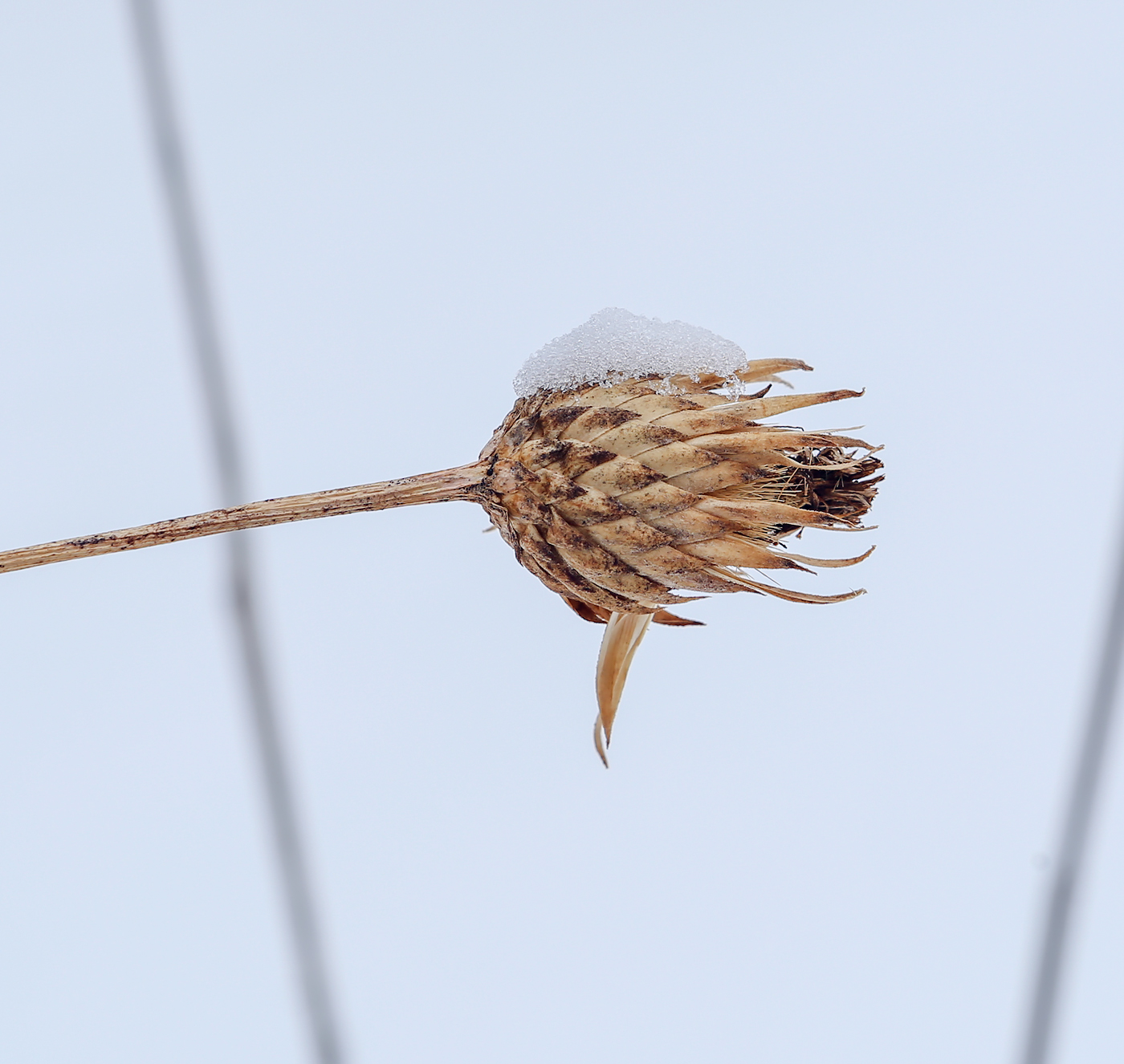 Image of Serratula coronata specimen.