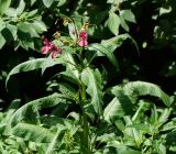 Impatiens glandulifera