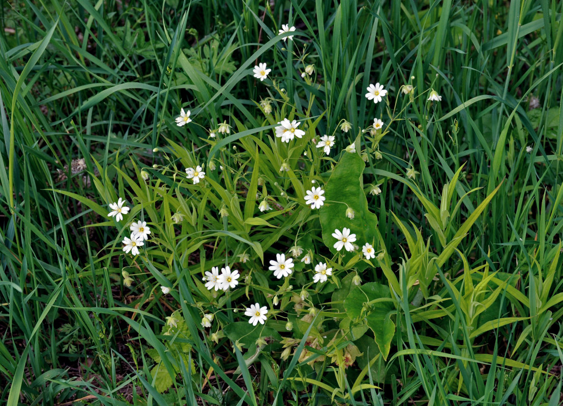 Image of Stellaria holostea specimen.