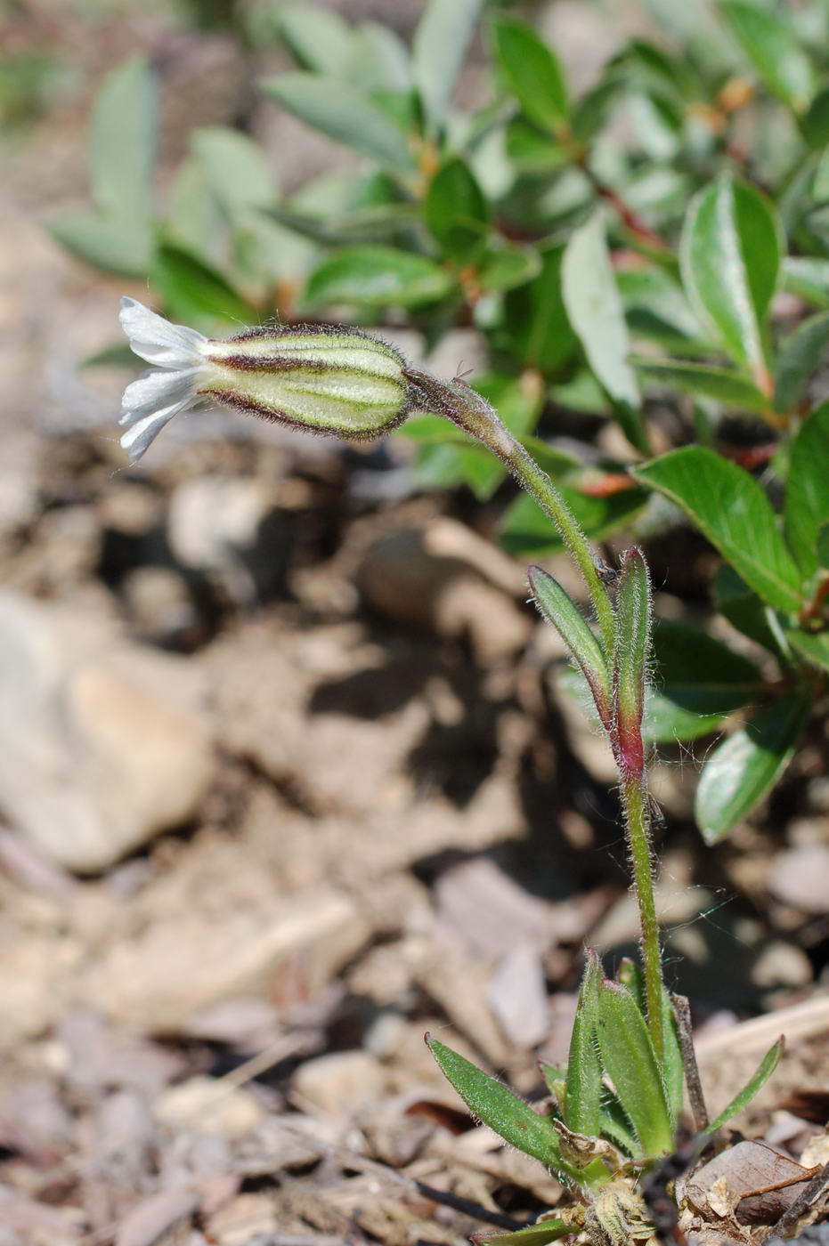 Изображение особи Gastrolychnis furcata.