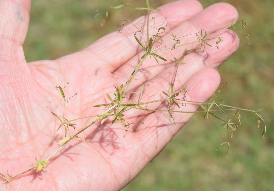 Изображение особи Galium tenuissimum.