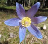 Pulsatilla patens. Цветок. Тверская обл., Весьегонский р-н, берег Рени, сосновый бор. 12 мая 2018 г.