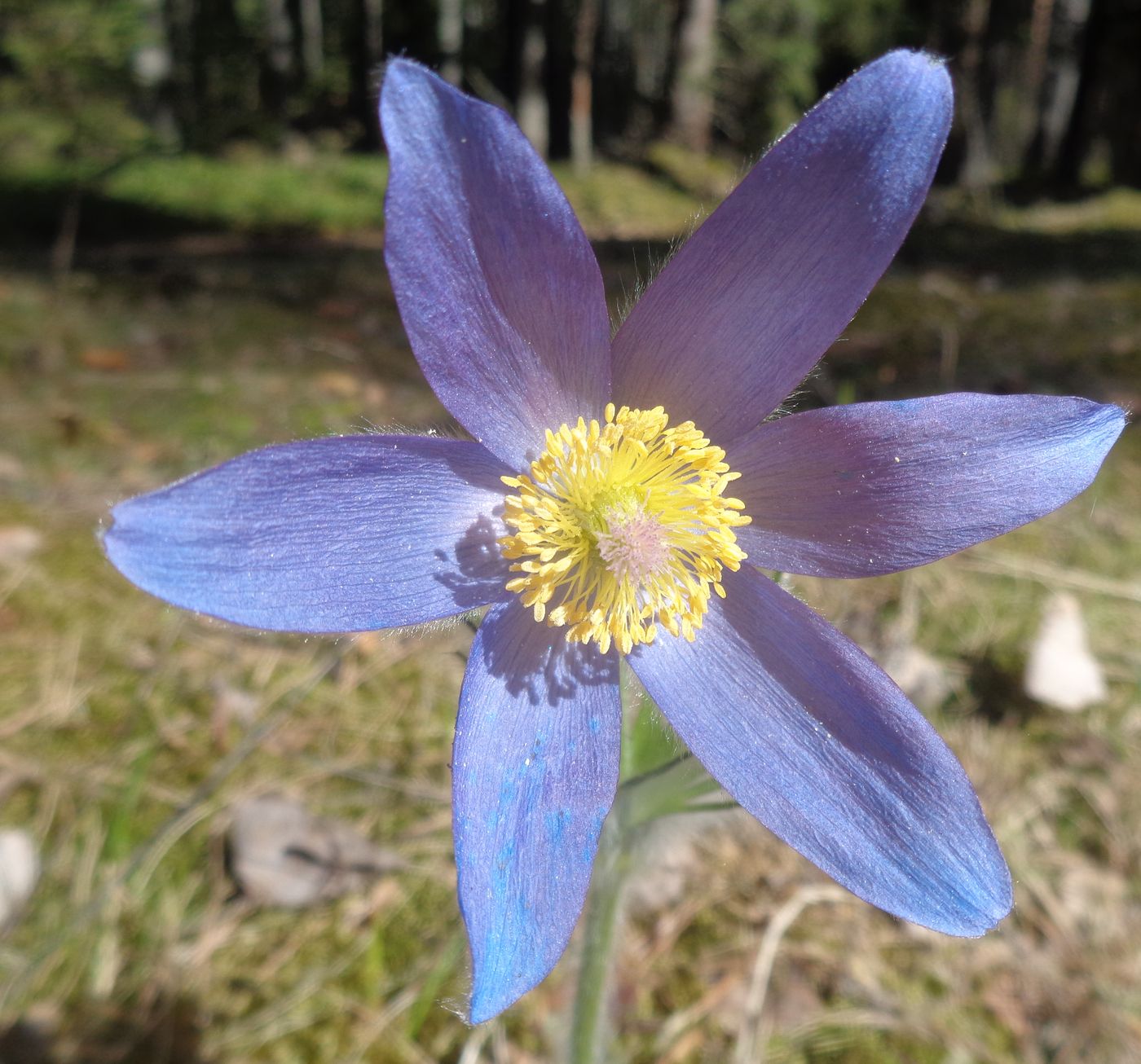Image of Pulsatilla patens specimen.