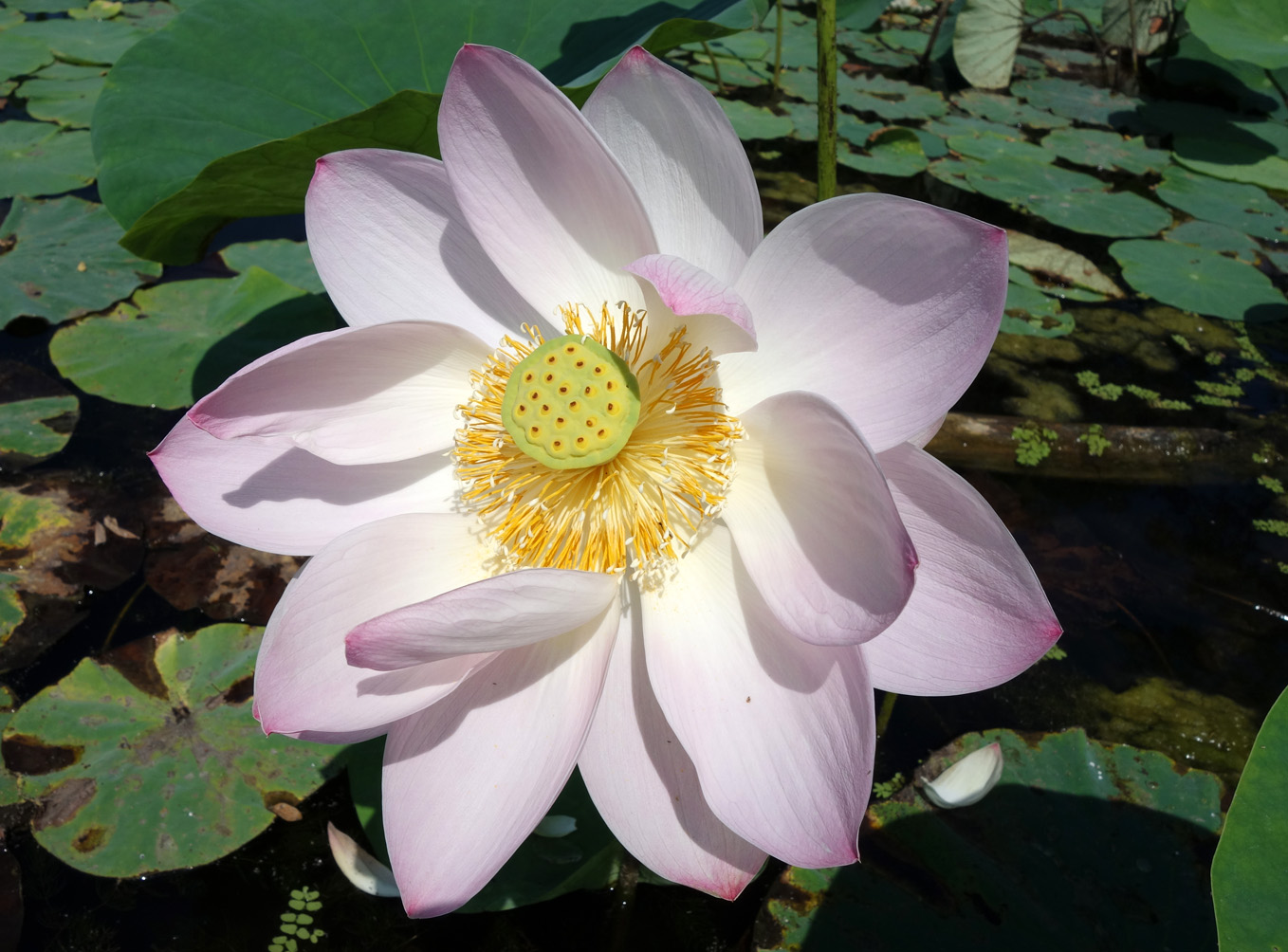 Image of Nelumbo komarovii specimen.