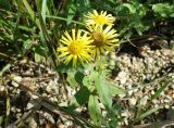 Inula japonica
