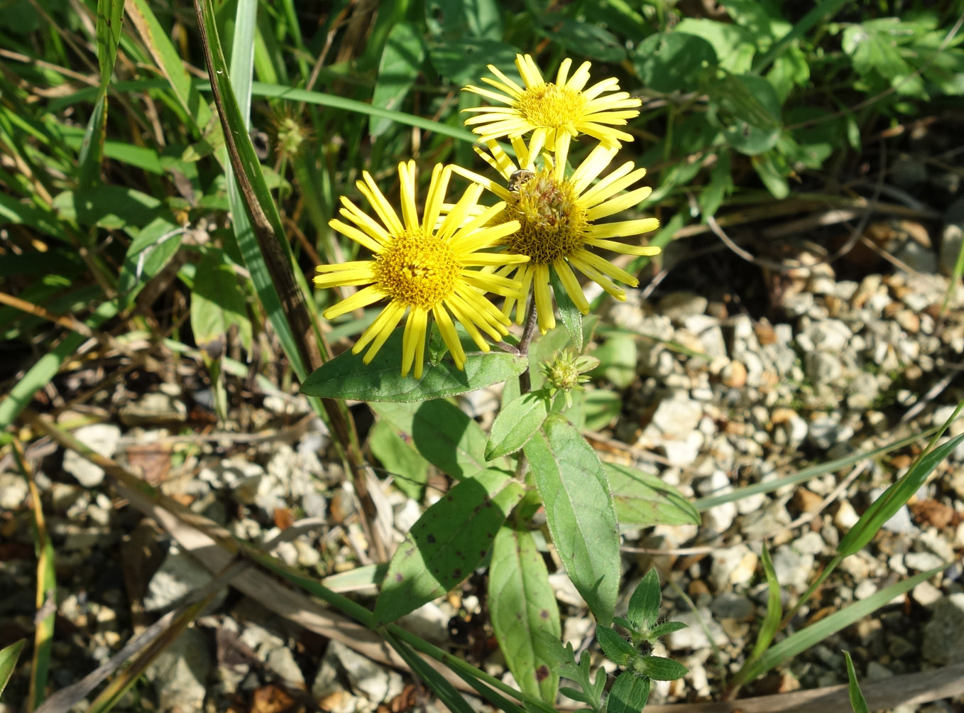 Image of Inula japonica specimen.