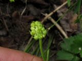 Ranunculus bujbensis