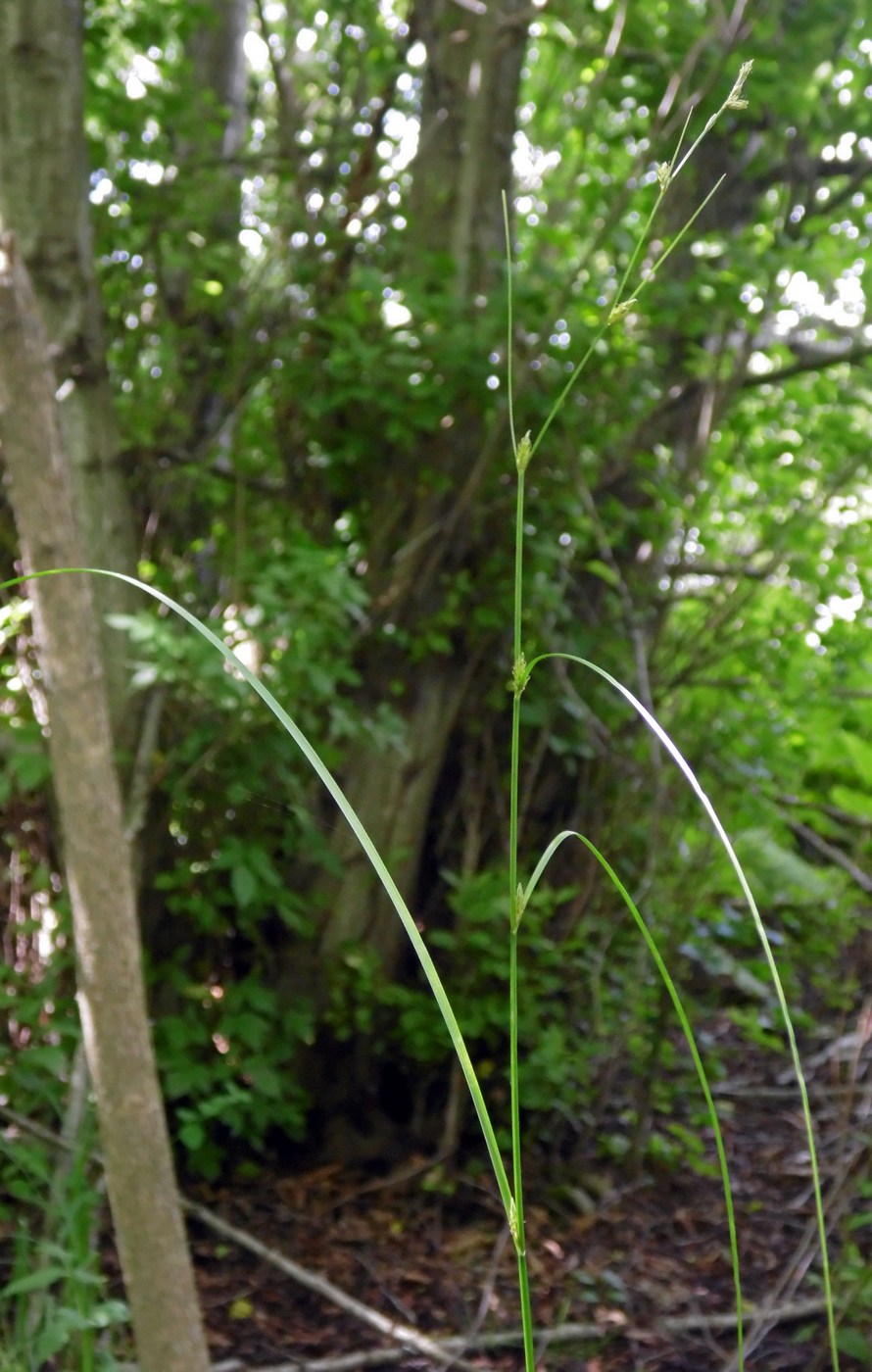 Image of Carex remota specimen.