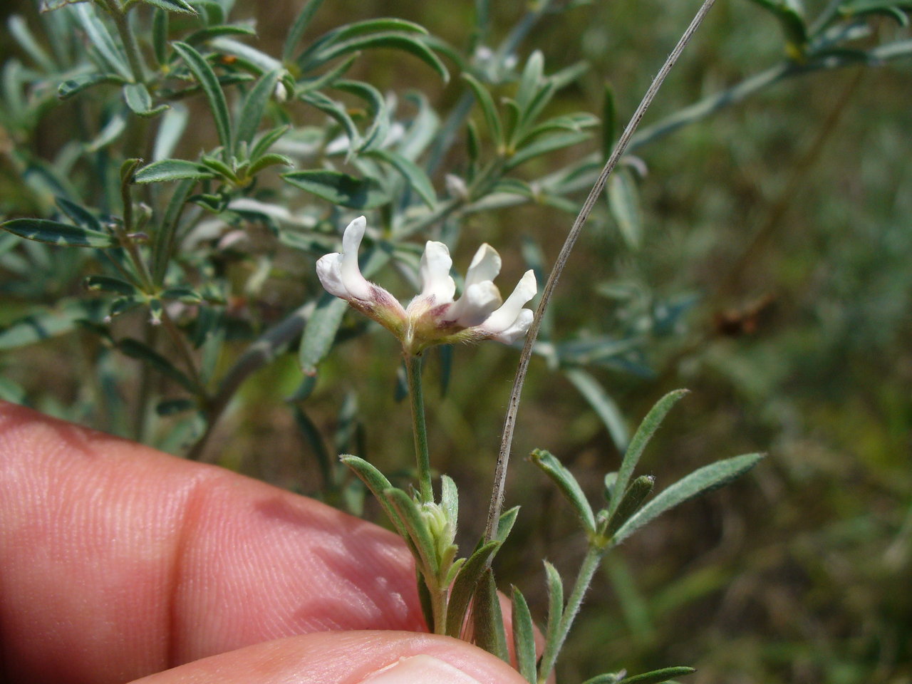 Image of Dorycnium pentaphyllum ssp. haussknechtii specimen.