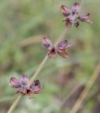 Salvia stepposa. Средняя часть плодоносящего побега. Пермский край, Кунгурский р-н, окр. с. Филипповка, гора Ледяная, крутой склон, разнотравный луг. 18.07.2020.