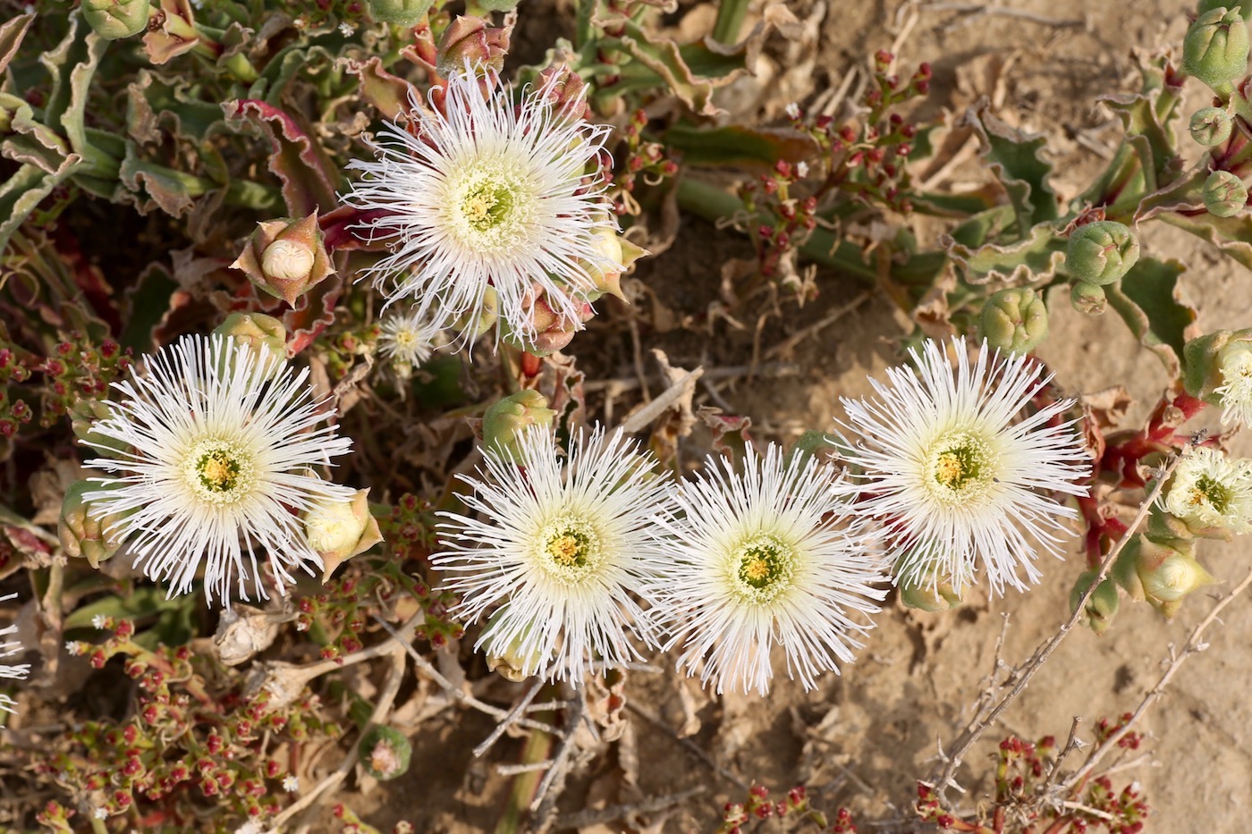 Изображение особи Mesembryanthemum guerichianum.