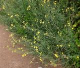 Diplotaxis tenuifolia. Цветущее растение. Тверская обл., г. Тверь, Заволжский р-н, мкр-н Соминка, берег р. Соминка, рудеральное местообитание. 10 августа 2020 г.