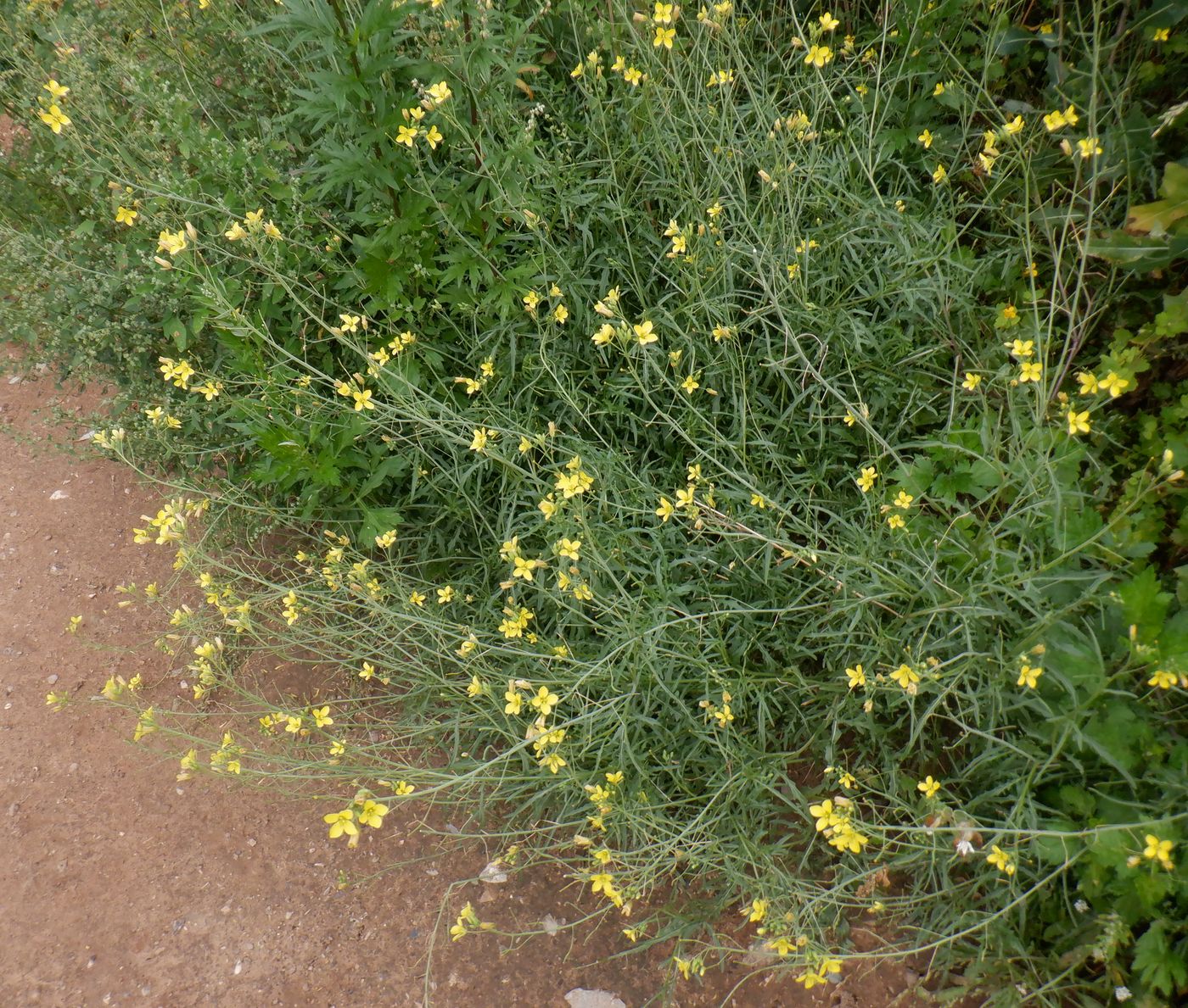 Image of Diplotaxis tenuifolia specimen.