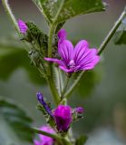 Malva mauritiana