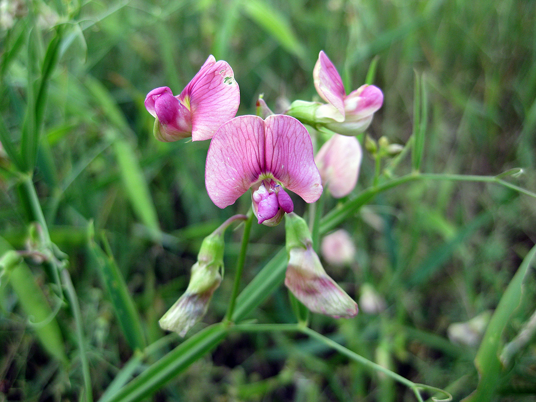 Изображение особи Lathyrus sylvestris.