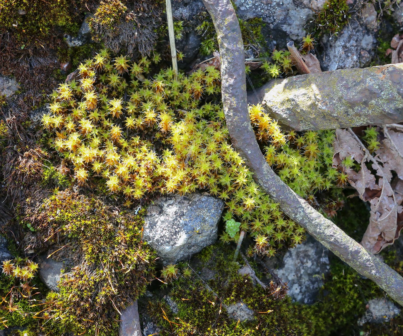 Изображение особи Syntrichia ruralis.