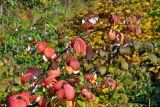 Rubus idaeus