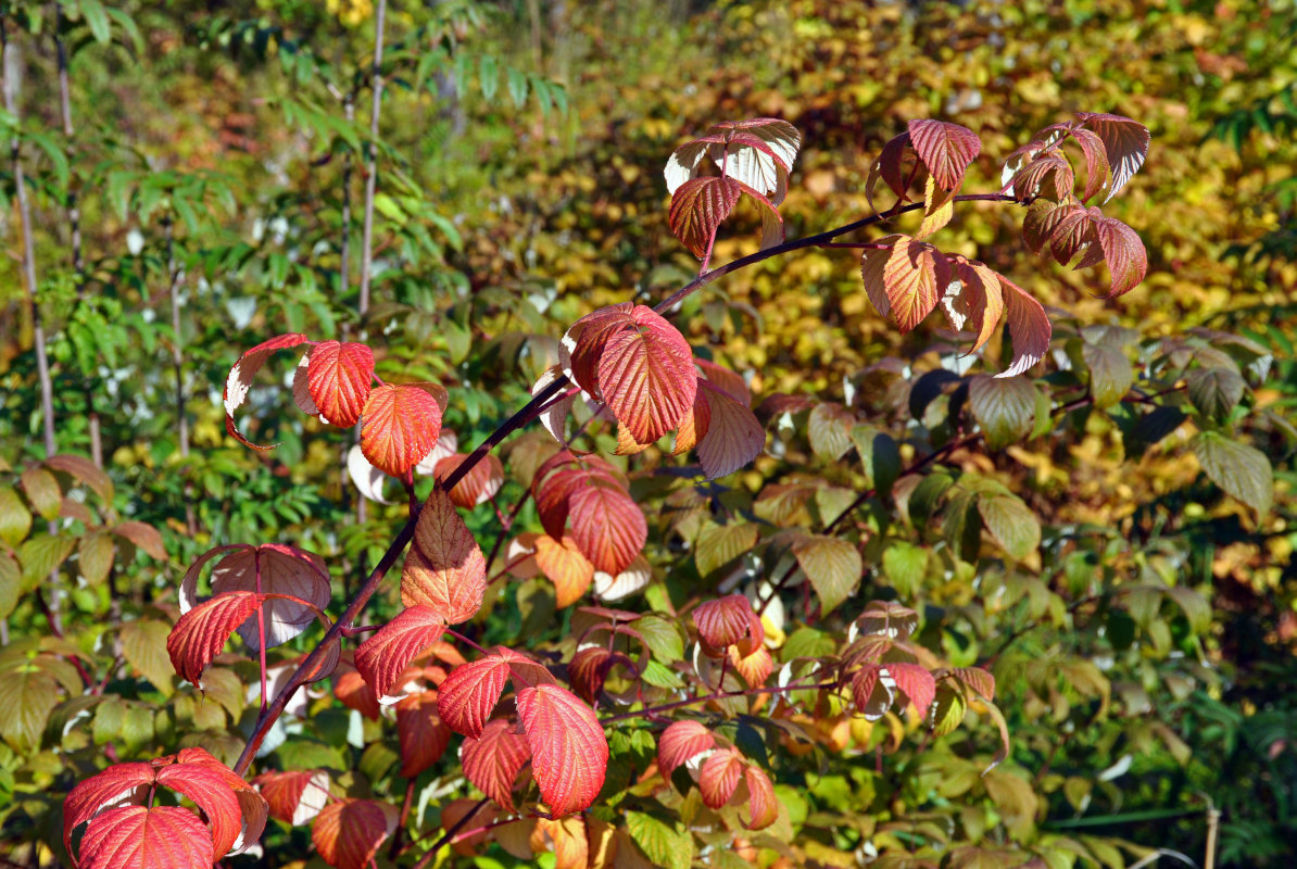 Изображение особи Rubus idaeus.