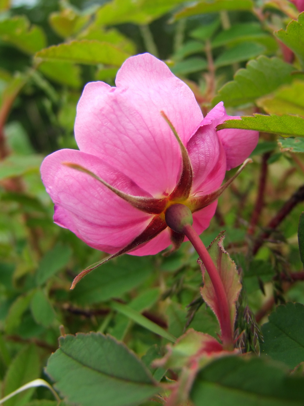 Image of Rosa acicularis specimen.