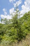 Cedrus atlantica