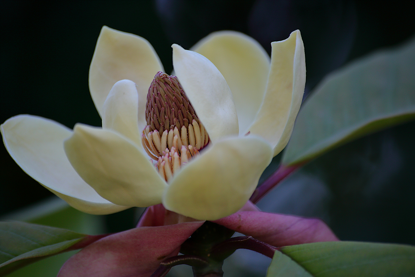 Image of Magnolia hypoleuca specimen.