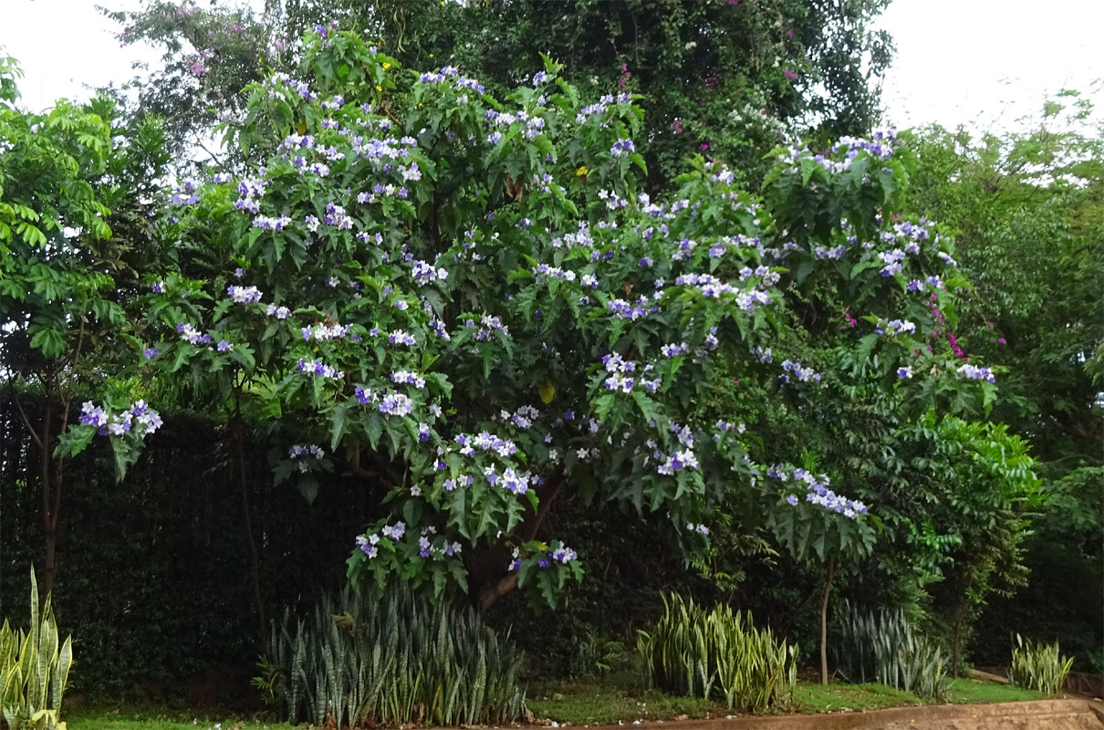 Изображение особи Solanum wrightii.