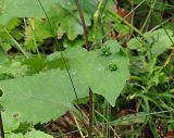 Doellingeria scabra. Листья с новообразованиями. Приморский край, Ольгинский р-н, 5 км Ю-В с. Милоградово, окр. бух. Красная Скала. 12.08.2009.