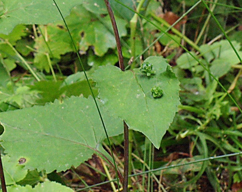 Image of Doellingeria scabra specimen.