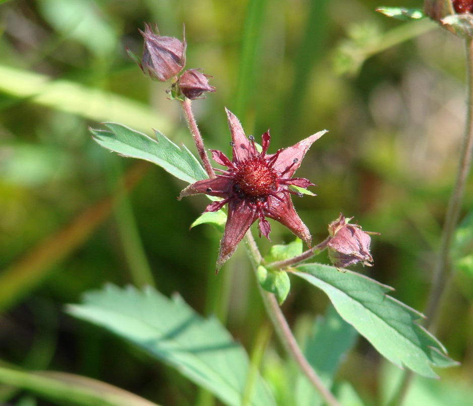 Image of Comarum palustre specimen.