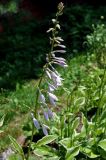 Hosta albomarginata