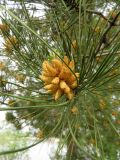 Pinus brutia