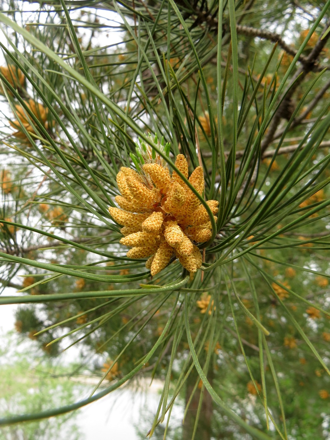 Изображение особи Pinus brutia.