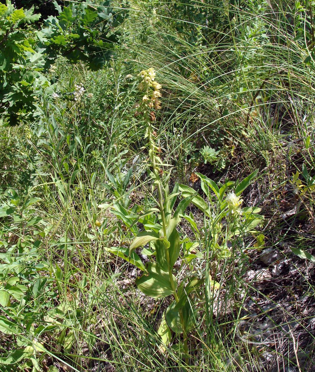 Изображение особи Epipactis helleborine.