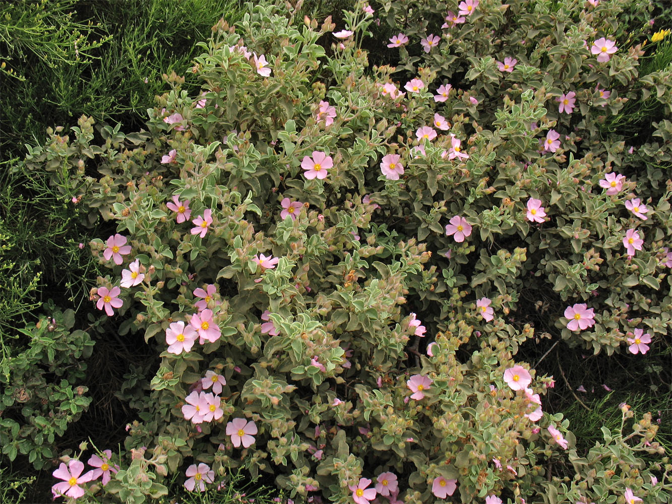 Image of Cistus parviflorus specimen.